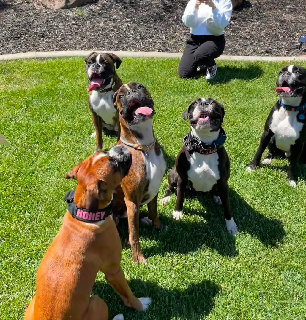 Boxer puppy parents