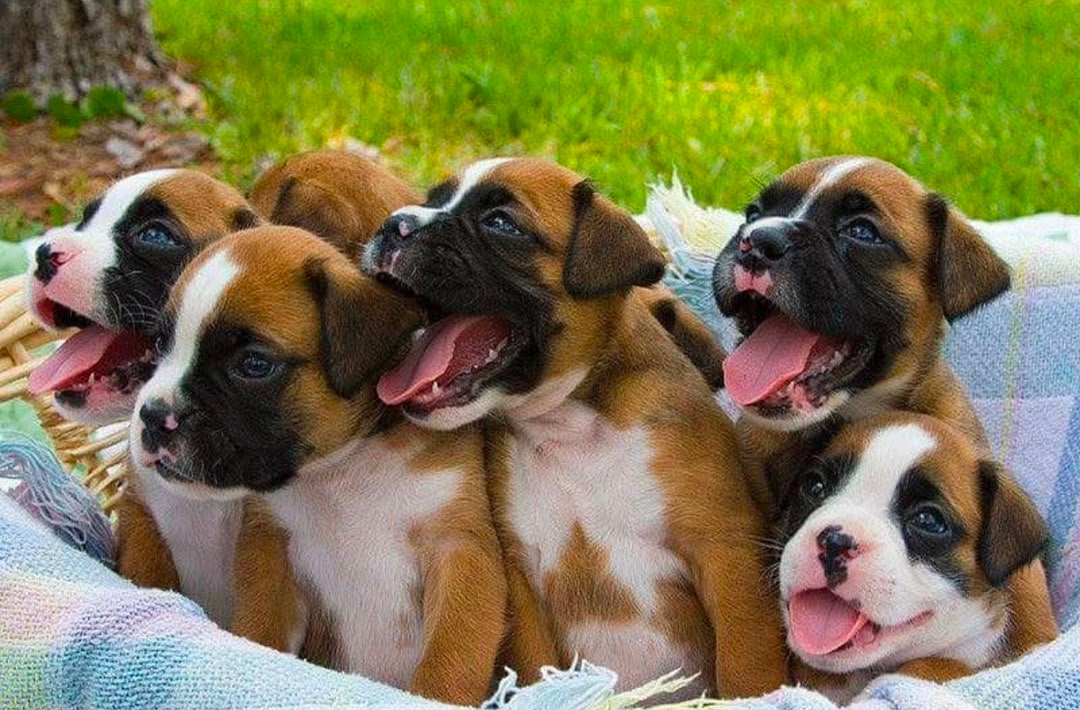 Boxer puppy traveling safely and comfortably